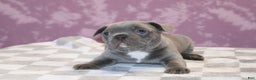 French Bulldog dogs for sale: Sander - Ad 1