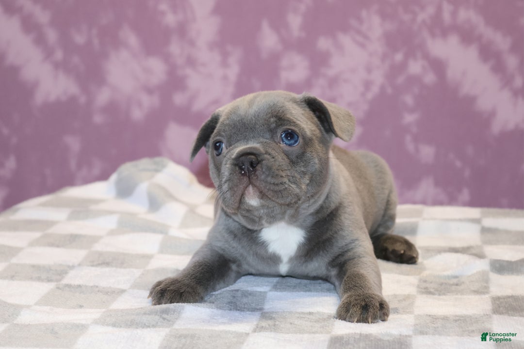 French Bulldog dogs for sale: Sander - Ad 1