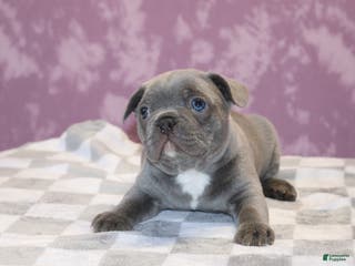 French Bulldog dogs Sander - Ad 39
