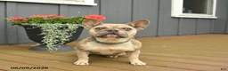 French Bulldog dogs for sale: Cuddles - Ad 2