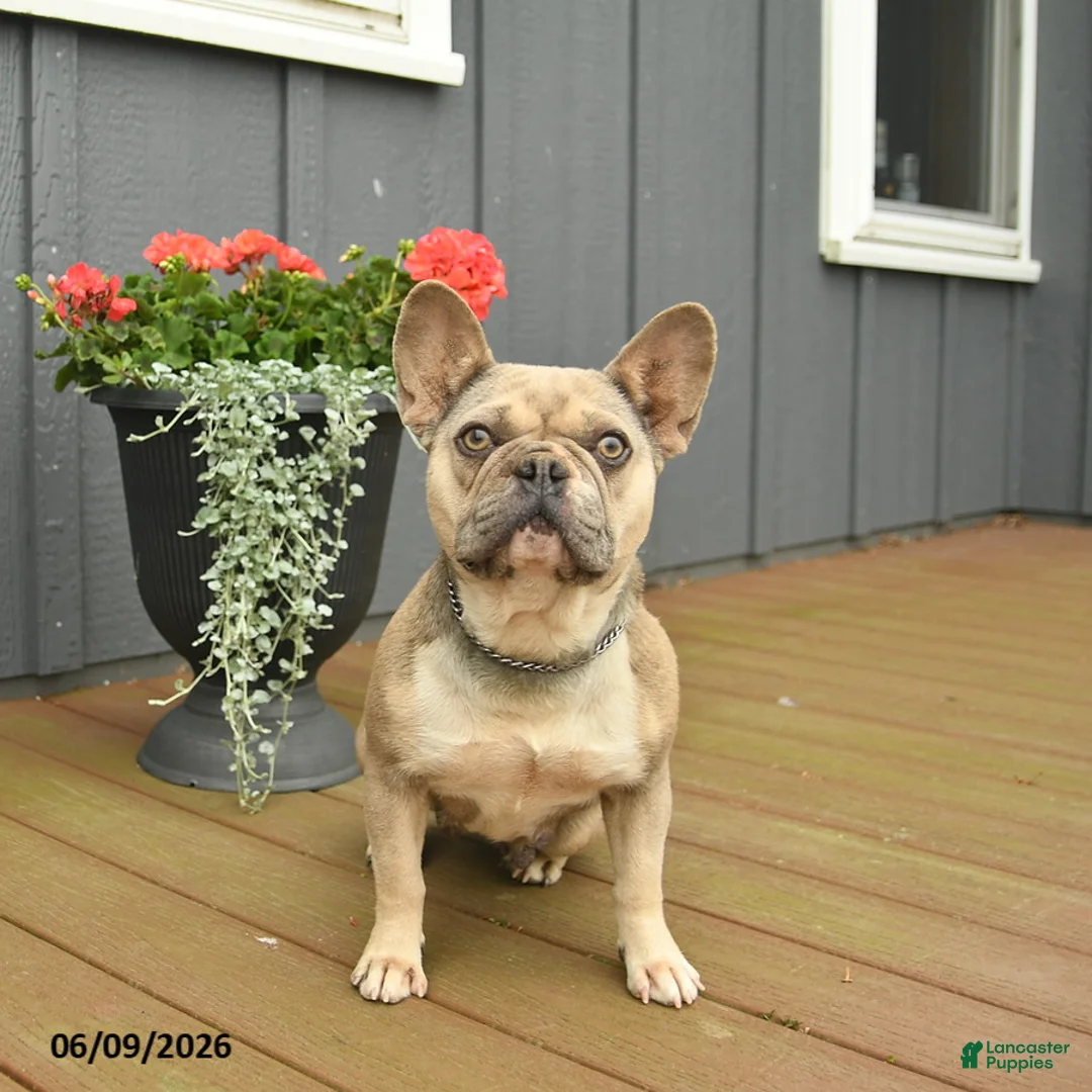 French Bulldog dogs for sale: Cuddles - Ad 2