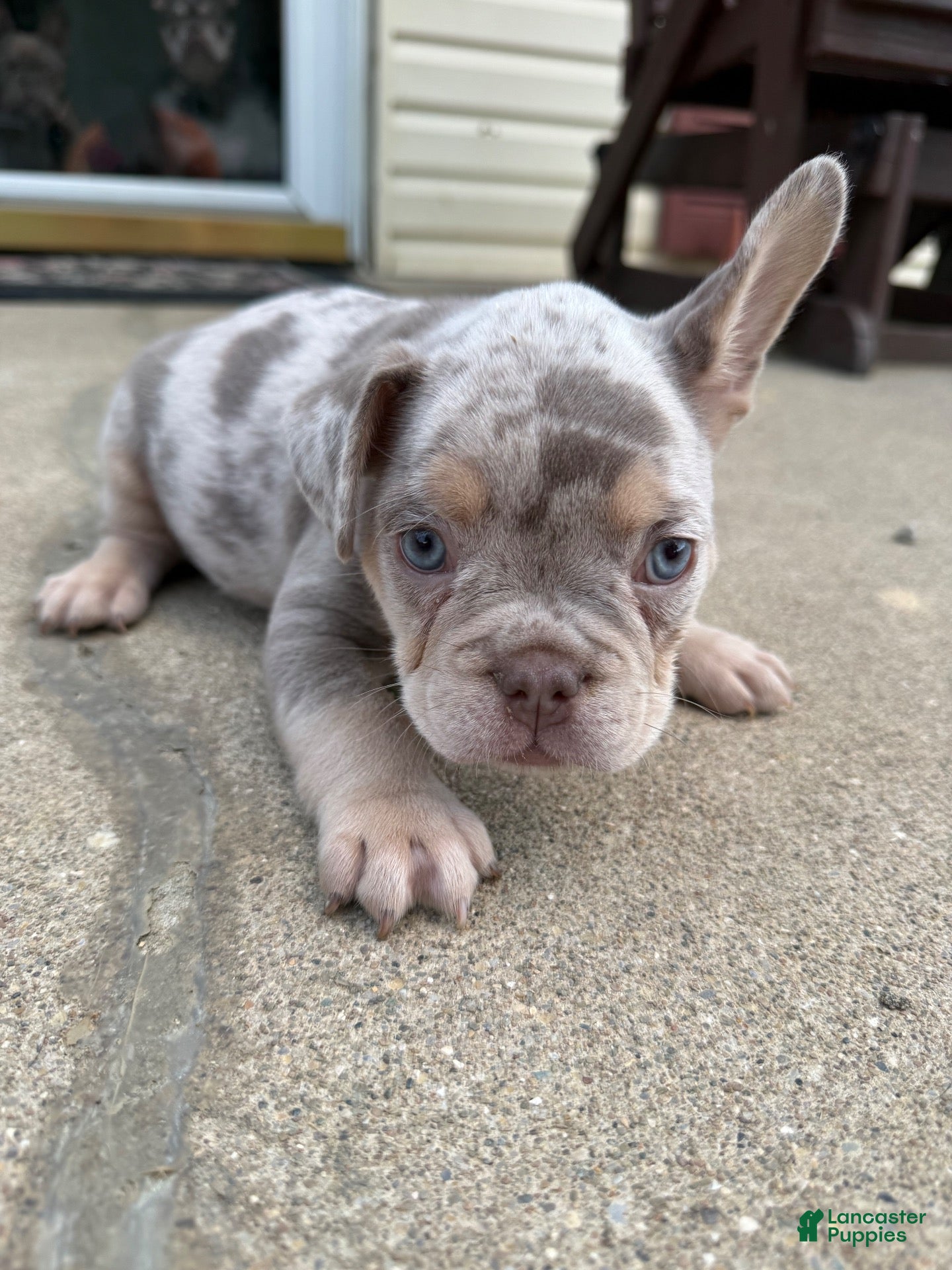 French Bulldog dogs for sale: Virgil - Ad 2