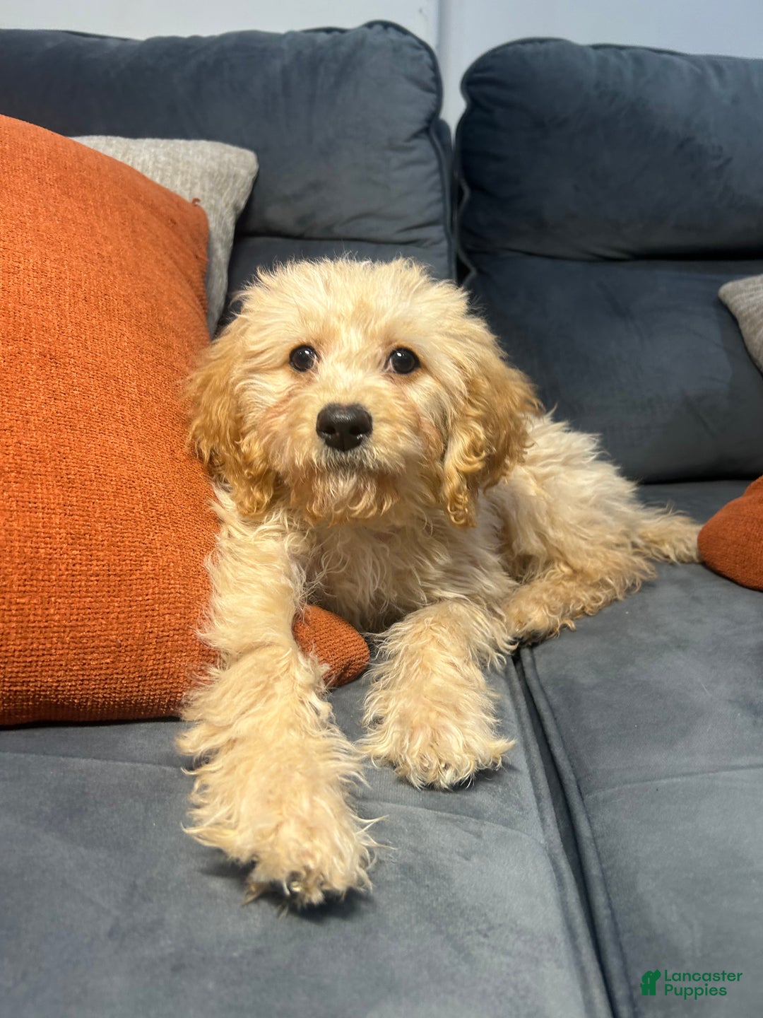 Cavapoo dogs for sale: Kela  - Ad 3