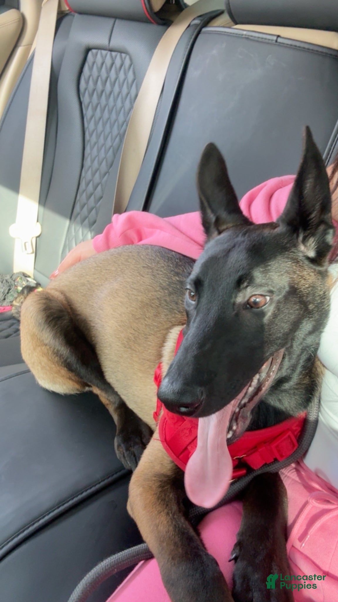 Belgian Malinois dogs Ace - Ad 1