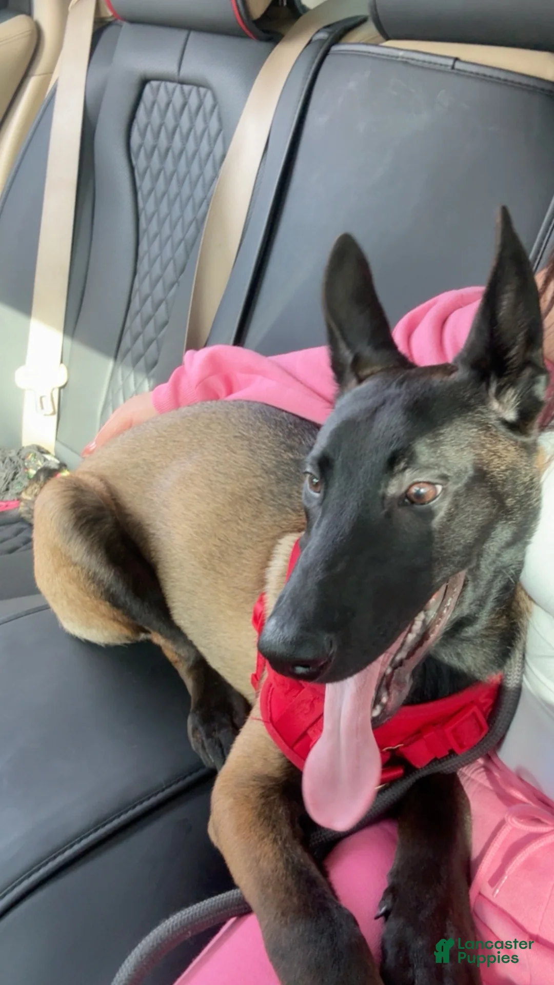 Belgian Malinois dogs for sale: Ace - Ad 1