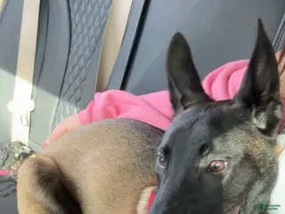 Belgian Malinois dogs Ace - Ad 1