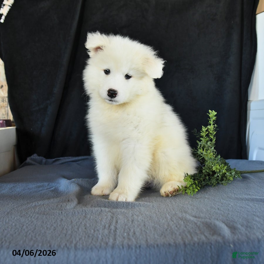 Samoyed dogs Dennis - Ad 1