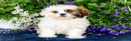 Shih Tzu dogs for sale: Jude - Ad 31
