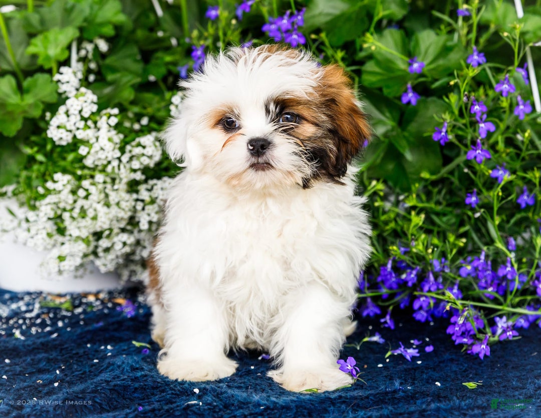 Shih Tzu dogs for sale: Jude - Ad 31