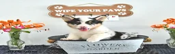 Welsh Corgi Pembroke dogs for sale: Sparkey   - Ad 2