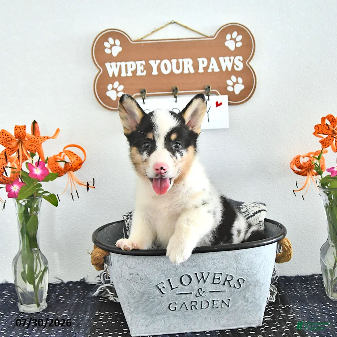 Welsh Corgi Pembroke dogs for sale: Sparkey   - Ad 2