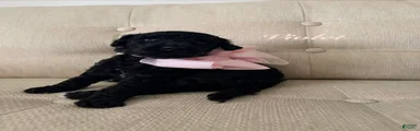**RESERVED** Violet