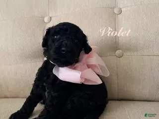 Standard Poodle dogs Violet - Ad 16
