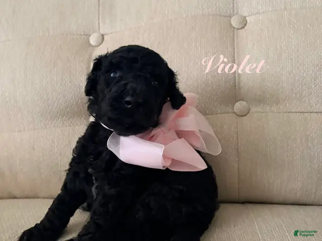 Standard Poodle dogs **RESERVED** Violet - Ad 10