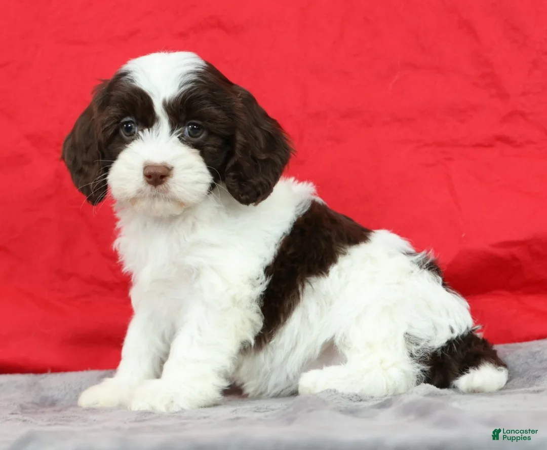 Cavapoo dogs for sale: Cassie - Ad 1