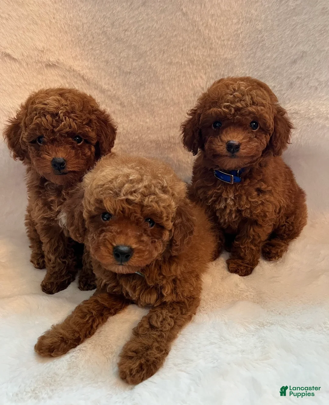 Toy Poodle dogs for sale: Little cliford  - Ad 7