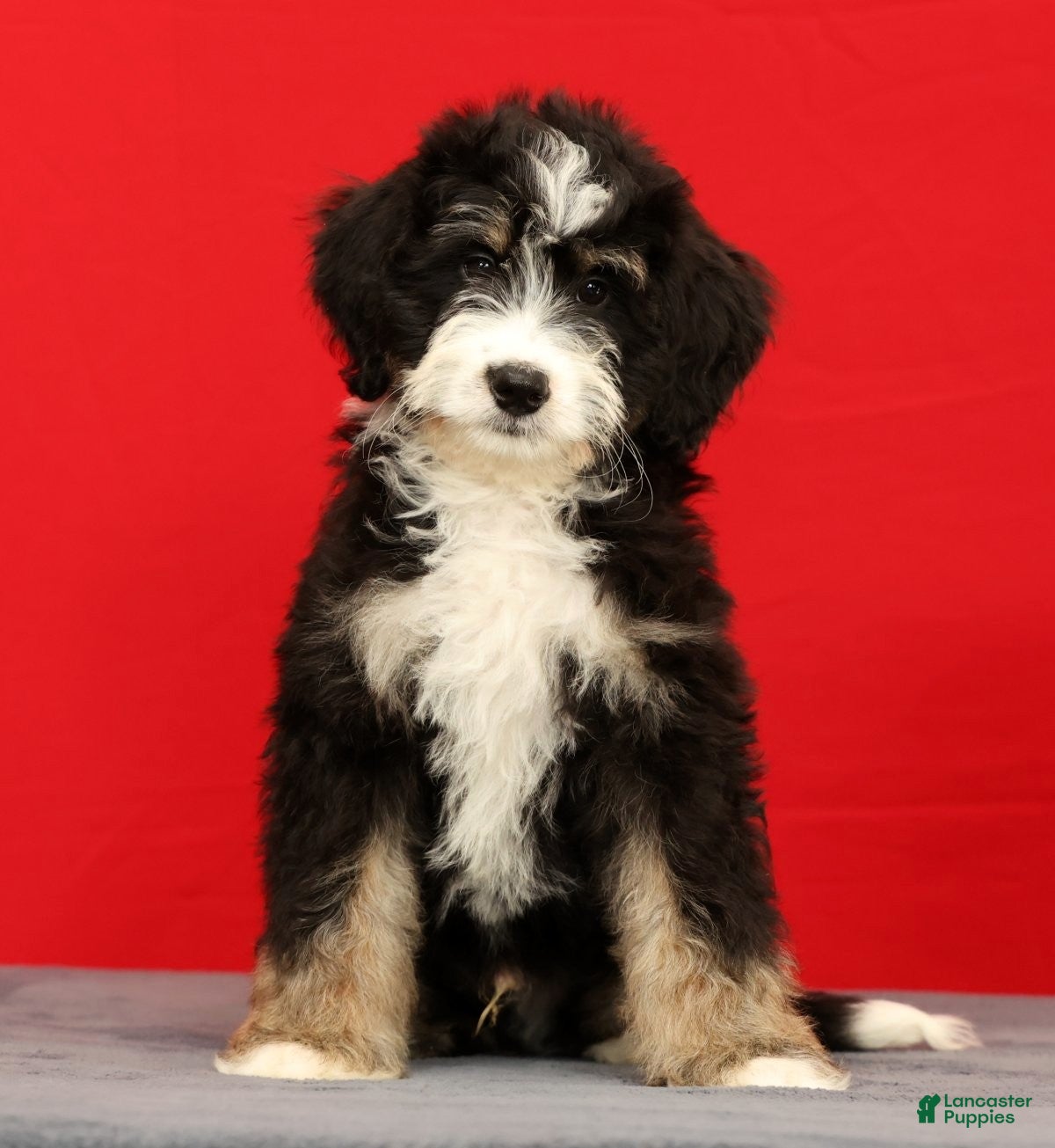 Mini Bernedoodle dogs Ranger - Ad 1