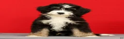 Mini Bernedoodle dogs for sale: Ranger - Ad 1