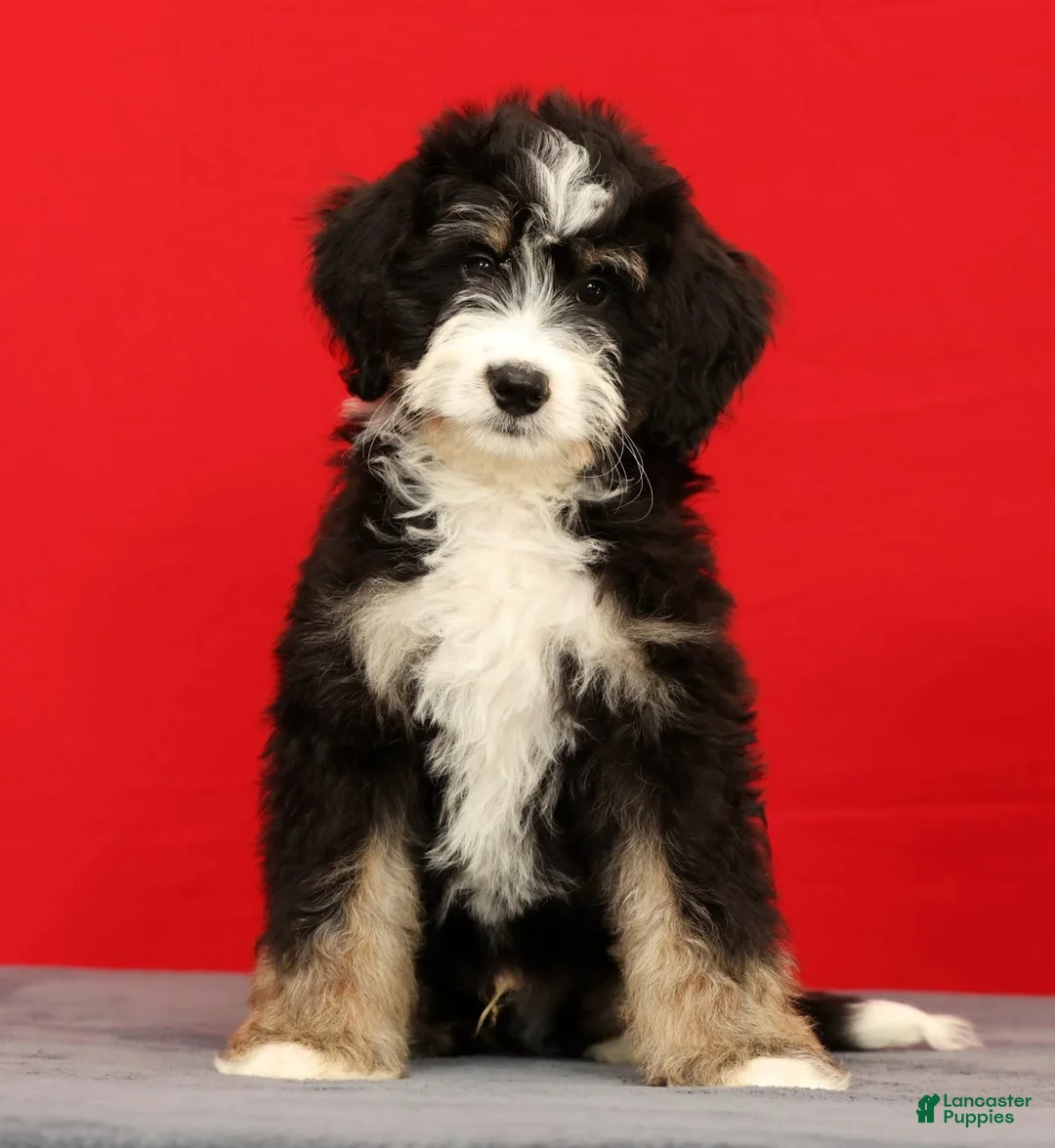 Mini Bernedoodle dogs for sale: Ranger - Ad 1