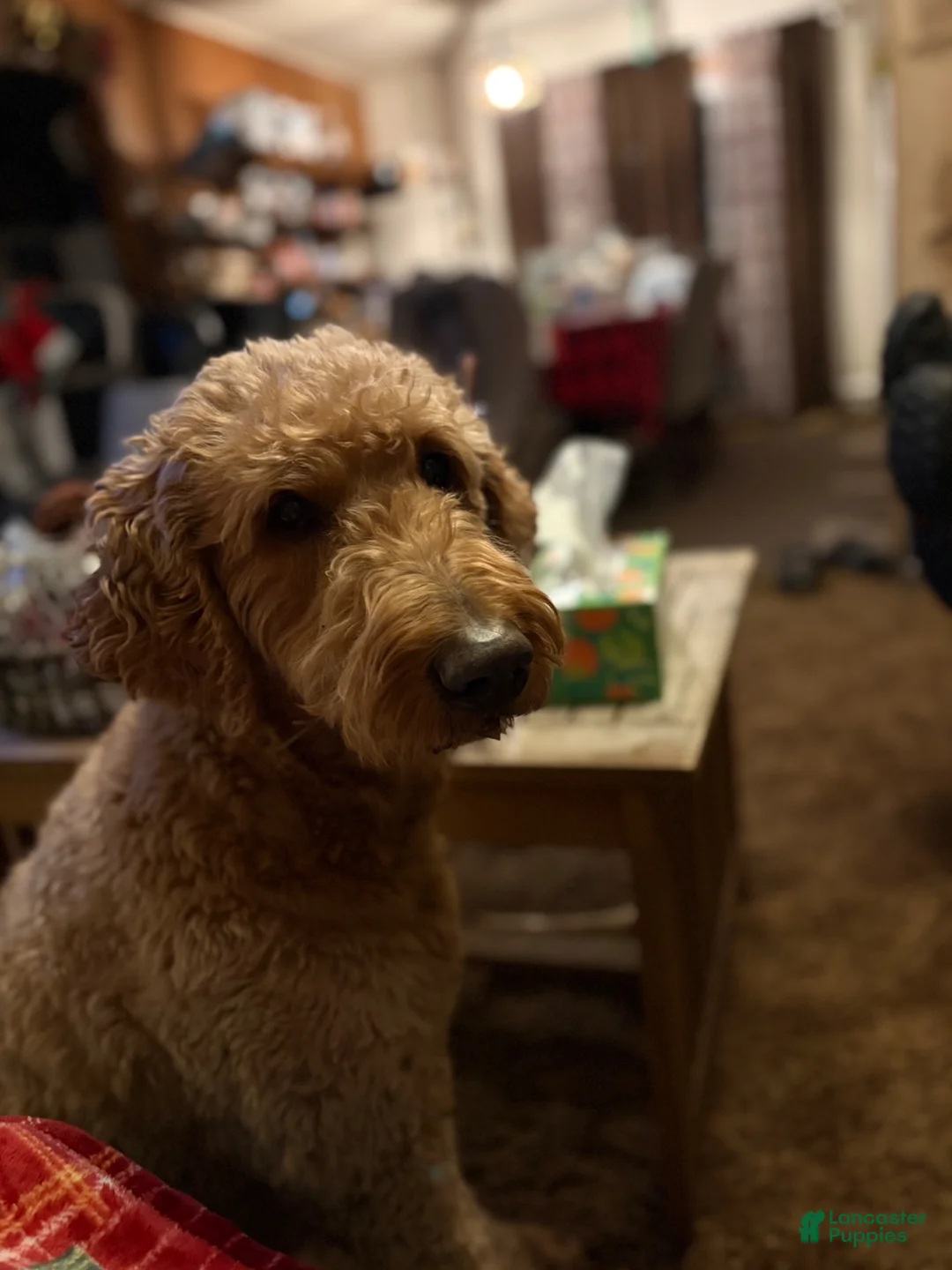 Mixed Breed dogs for sale: Golden Labradoodle Puppy 4 - Ad 9