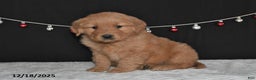 Golden Retriever dogs for sale: Anna - Ad 1
