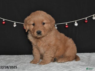 Golden Retriever dogs Anna - Ad 29
