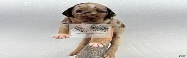 Catahoula Leopard Dog Puppy 2