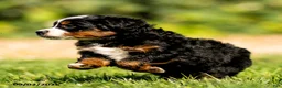 Mini Bernedoodle dogs for sale: Gus - Ad 3