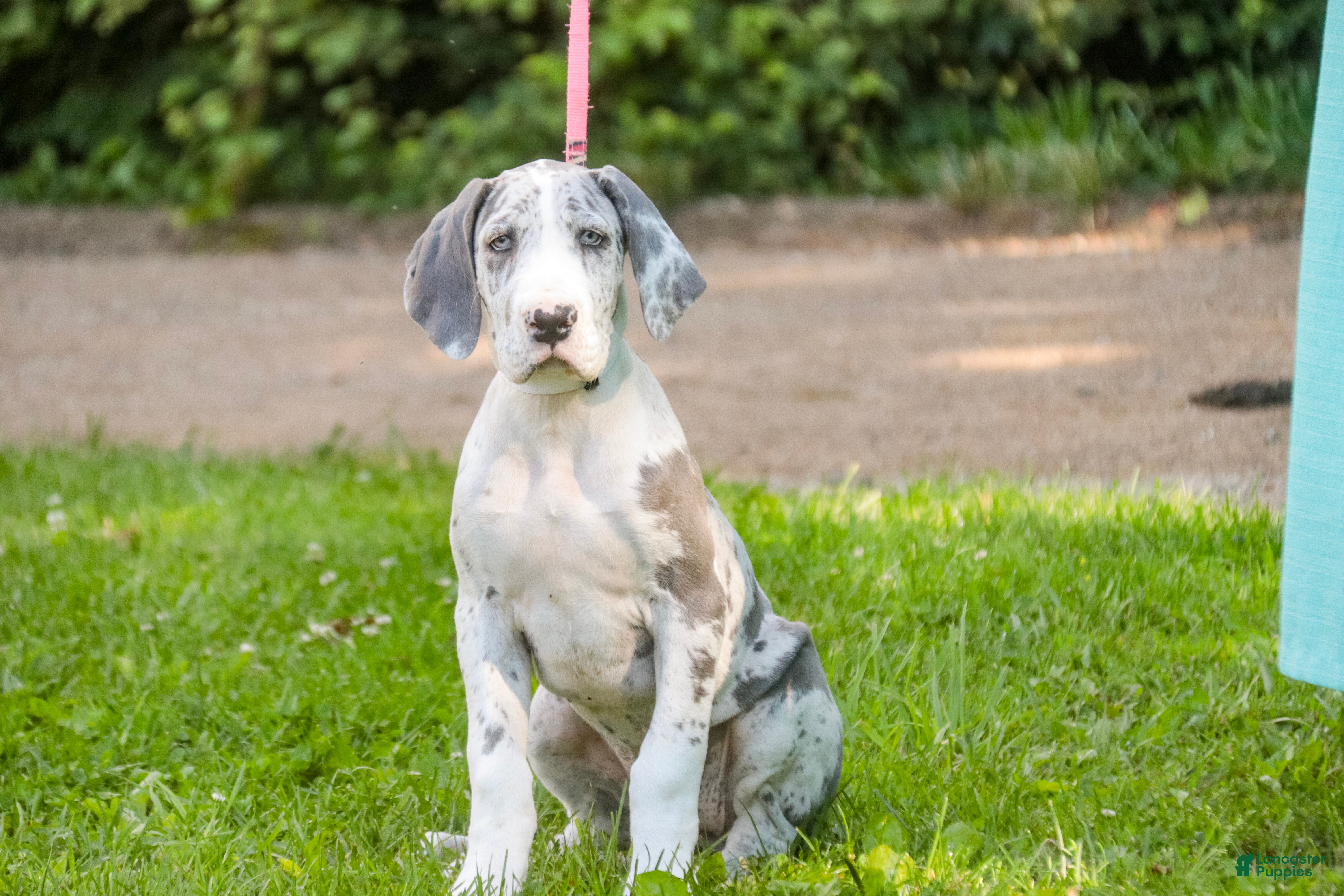 Great Dane dogs Skye - Ad 2