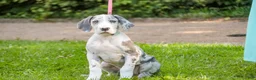 Great Dane dogs for sale: Skye - Ad 2
