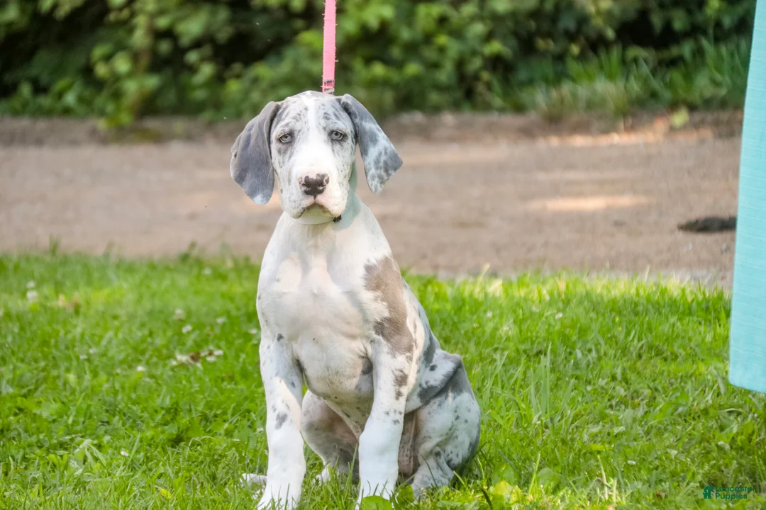 Great Dane dogs for sale: Skye - Ad 2