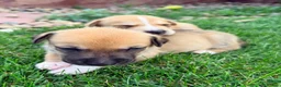 Mixed Breed dogs for sale: Pitsky femlae 6 - Ad 8