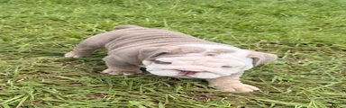 Ghost ( Blue Eyes)