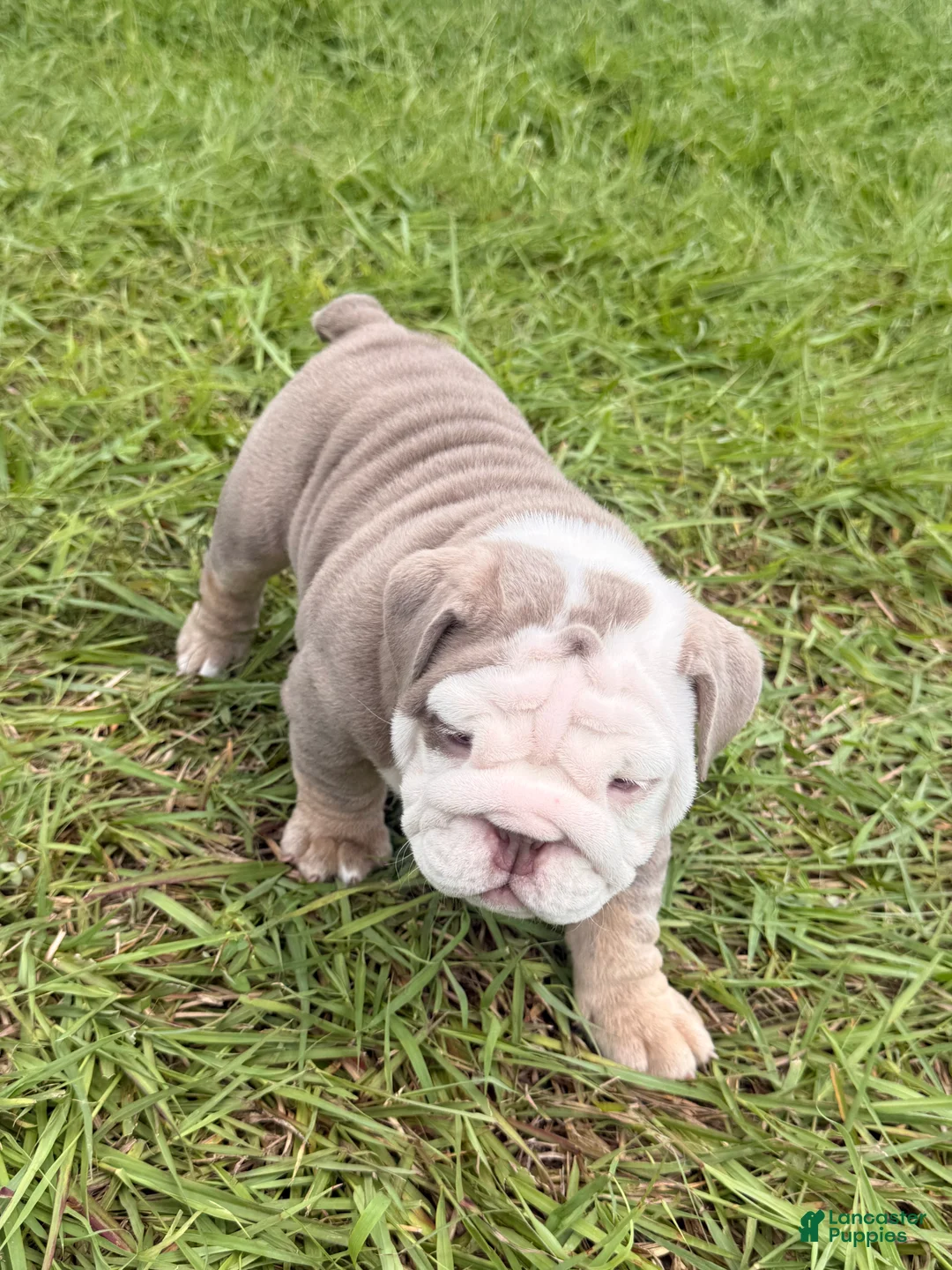 English Bulldog dogs for sale: Ghost ( Blue Eyes) - Ad 1