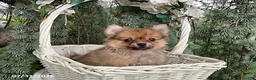 Pomeranian dogs for sale: Latte - Ad 3