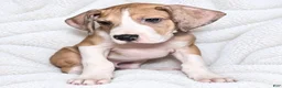 Great Dane dogs for sale: Teno  - Ad 4