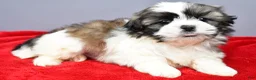 Shih Tzu dogs for sale: Rocket - Ad 2