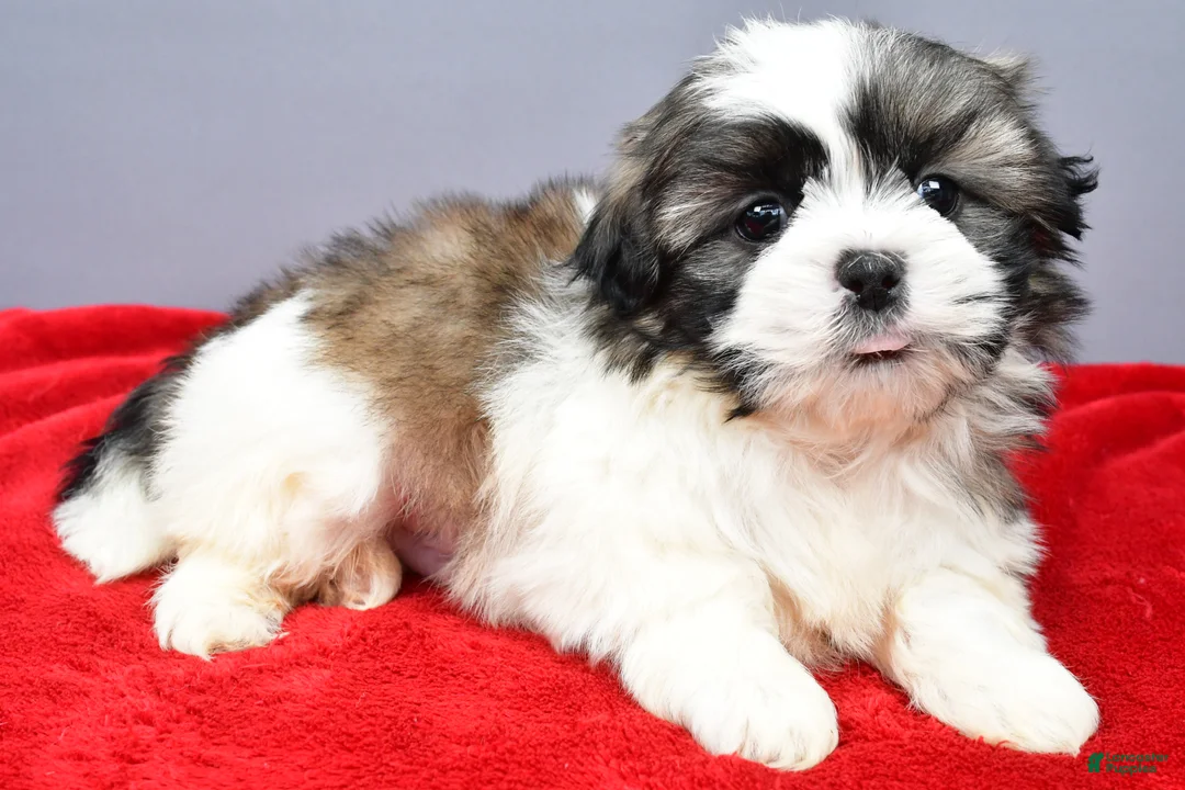 Shih Tzu dogs for sale: Rocket - Ad 2