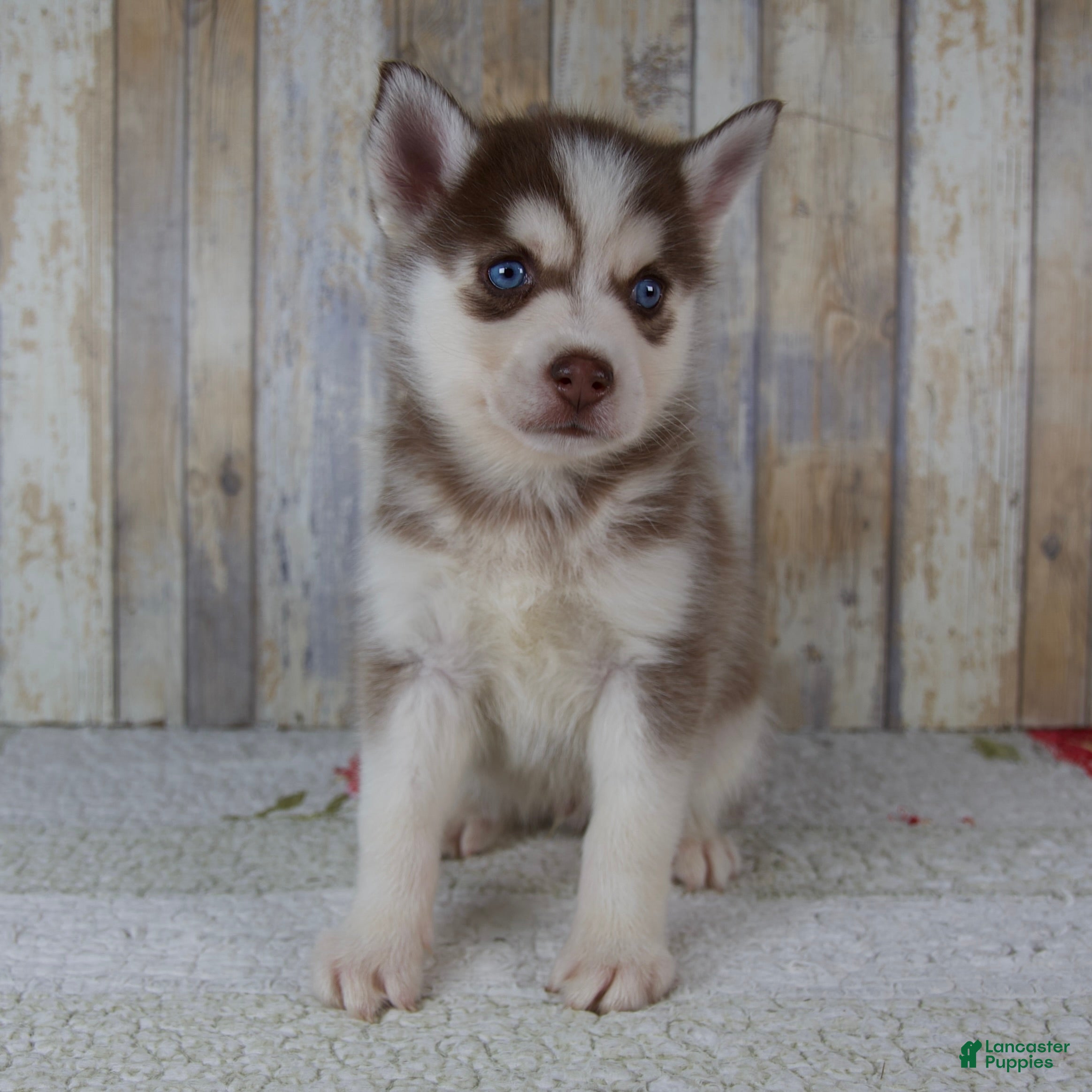 Pomsky dogs Cash - Ad 1