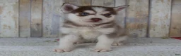 Pomsky dogs for sale: Cash - Ad 1