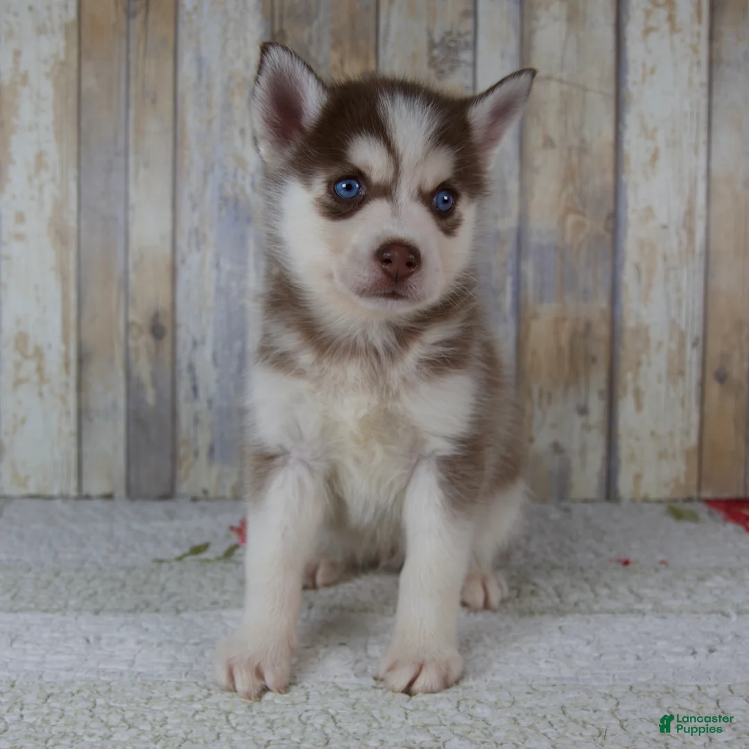 Pomsky dogs for sale: Cash - Ad 1