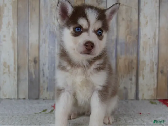 Pomsky dogs for sale: Cash - Ad 1