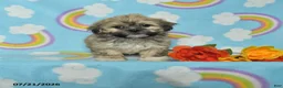 Teddy Bear dogs for sale: Abby - Ad 1