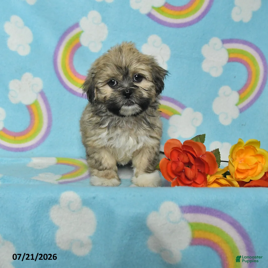 Teddy Bear dogs for sale: Abby - Ad 1