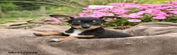 Chihuahua dogs for sale: Oreo - Ad 2