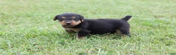 Airedale Terrier dogs for sale: AKC Remmy  - Ad 2