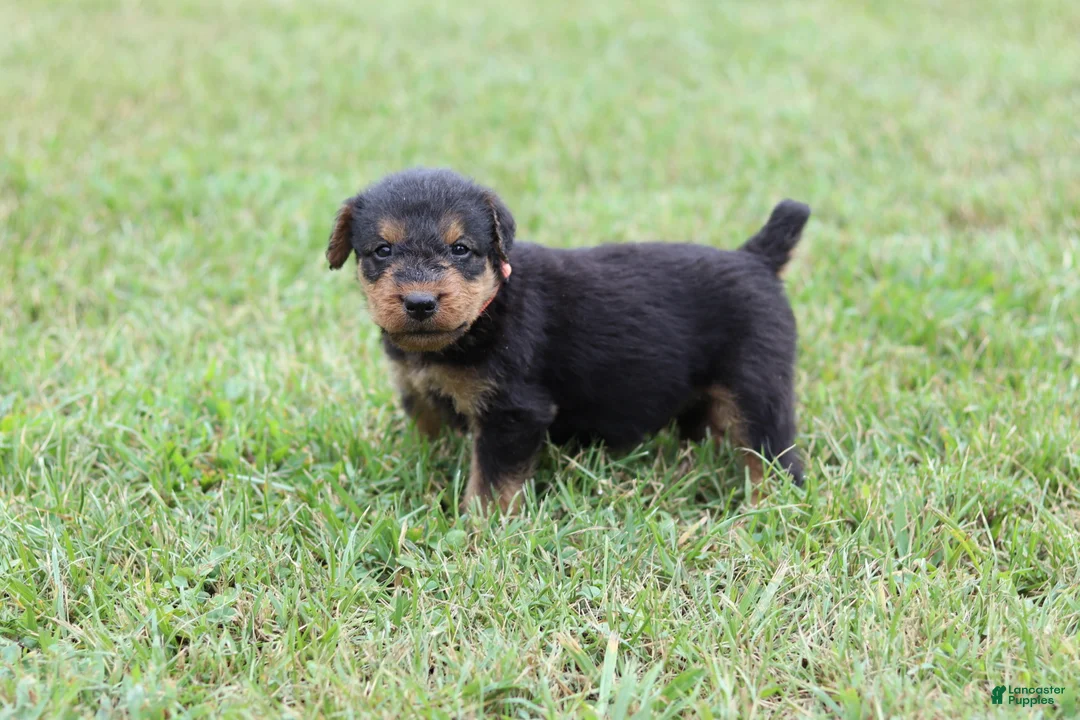 Airedale Terrier dogs for sale: AKC Remmy  - Ad 2
