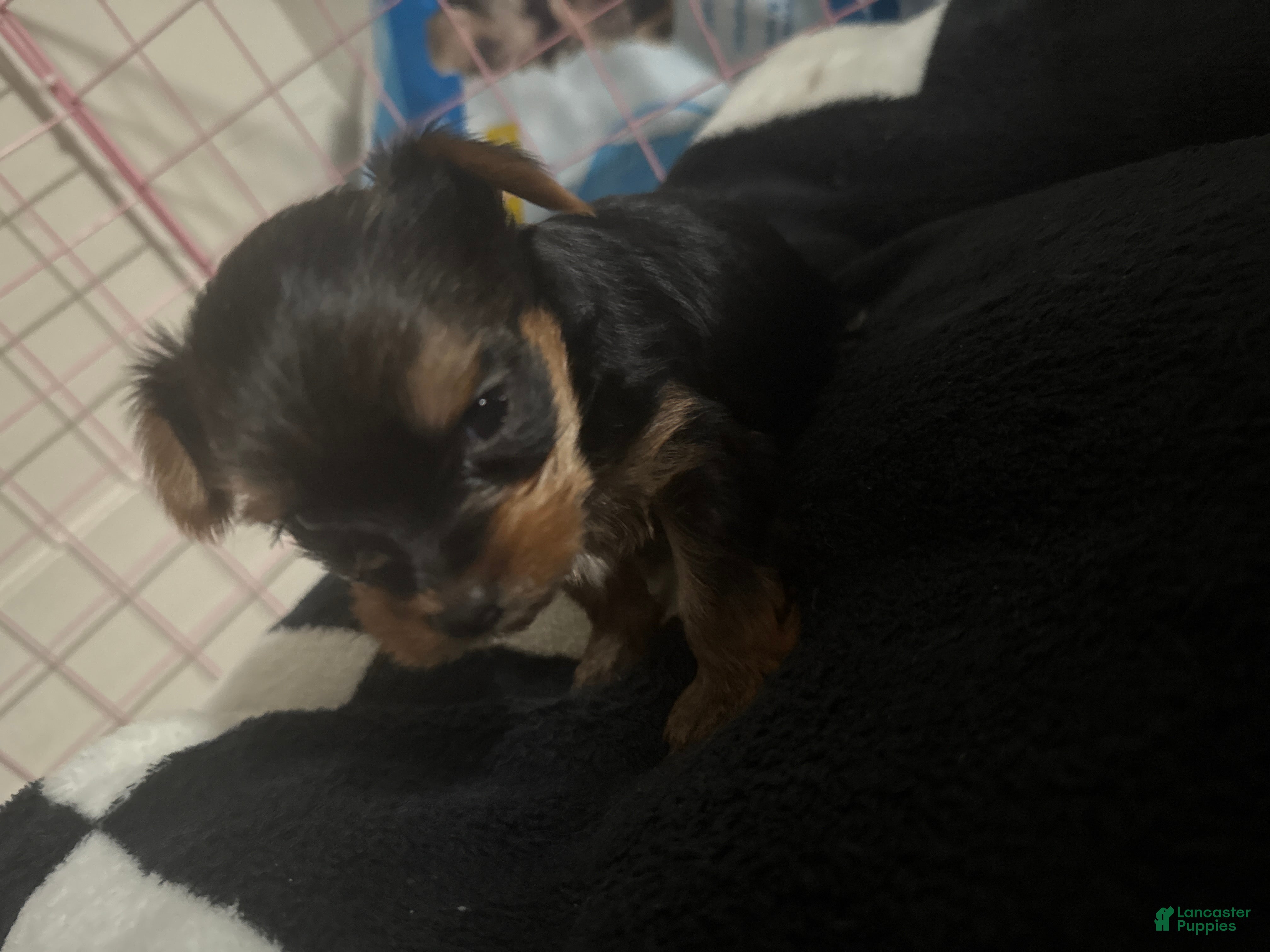 Yorkshire Terrier dogs Yorkshire Terrier Puppy 3 - Ad 6