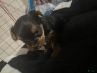 Yorkshire Terrier dogs Yorkshire Terrier Puppy 3 - Ad 3