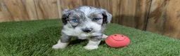 Mini Aussiedoodle dogs for sale: Sunset Girl 1 - Ad 5